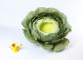 Artificial head of cabbage photo prop for newborn photography