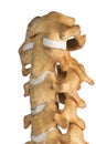 Artificial human cervical spine Royalty Free Stock Photo