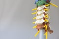 Artificial human cervical spine model Royalty Free Stock Photo