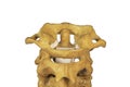 Artificial human cervical spine model Royalty Free Stock Photo