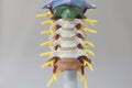 Human cervical spine model in front view Royalty Free Stock Photo