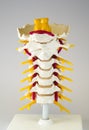 Artificial human cervical spine model Royalty Free Stock Photo