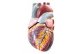 Artificial human heart model Royalty Free Stock Photo