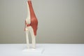 Knee joint model in medical office Royalty Free Stock Photo