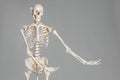 Artificial human skeleton model on background