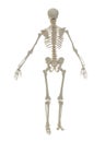Artificial human skeleton model isolated