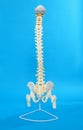 Artificial human spine model on blue Royalty Free Stock Photo