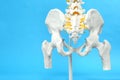 Artificial human spine model on blue background