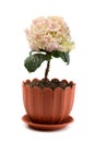 Artificial hydrangea in a pot Royalty Free Stock Photo