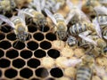 Artificial insemination of the bees in the apiary of beekeeper.