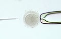 Artificial insemination by intracytoplasmic sperm injection