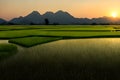 image of the painterly paddy field landscape.