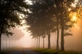 image of an early morning elevated shot of a dirt road winding through overgrown bush. Royalty Free Stock Photo