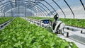 Artificial intelligence robot harvesting strawberry in the greenhouse, Future agriculture technology with smart farming concept