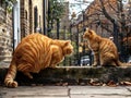Artificial intelligence. Two striped ginger cats on the street. Fat and ordinary. Royalty Free Stock Photo