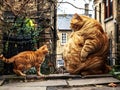 Artificial intelligence. Two striped ginger cats on the street. Fat and ordinary. Royalty Free Stock Photo