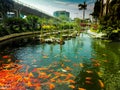 Artificial lagoon with koi fish and edited garden.