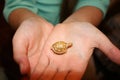 Artificial little turtle on the girl`s palms as a symbol of the need for animal protection