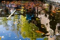 Artificial living pond with gold fish, koi carps, green plants around and contrasting inhabitants among the stones