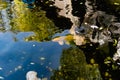 Artificial living pond with gold fish, koi carps, green plants around and contrasting inhabitants among the stones