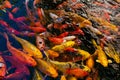 Artificial living pond with gold fish, koi carps, green plants around and contrasting inhabitants among the stones