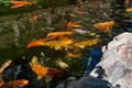 Artificial living pond with gold fish, koi carps, green plants around and contrasting inhabitants among the stones