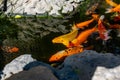 Artificial living pond with gold fish, koi carps, green plants around and contrasting inhabitants among the stones