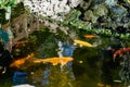 Artificial living pond with gold fish, koi carps, green plants around and contrasting inhabitants among the stones