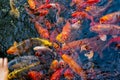 Artificial living pond with gold fish, koi carps, green plants around and contrasting inhabitants among the stones