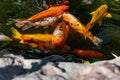 Artificial living pond with gold fish, koi carps, green plants around and contrasting inhabitants among the stones