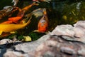 Artificial living pond with gold fish, koi carps, green plants around and contrasting inhabitants among the stones