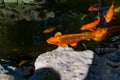 Artificial living pond with gold fish, koi carps, green plants around and contrasting inhabitants among the stones