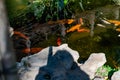 Artificial living pond with gold fish, koi carps, green plants around and contrasting inhabitants among the stones