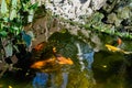 Artificial living pond with gold fish, koi carps, green plants around and contrasting inhabitants among the stones