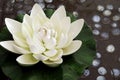 The artificial lotus flower Royalty Free Stock Photo