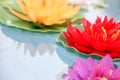 Artificial lotus flowers in various colors floating on the water surface with beautiful reflection. Royalty Free Stock Photo