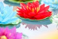 Artificial lotus flowers in various colors floating on the water surface with beautiful reflection. Royalty Free Stock Photo