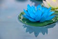 Artificial lotus flowers in various colors floating on the water surface with beautiful reflection. Royalty Free Stock Photo