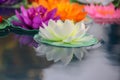Artificial lotus flowers in various colors floating on the water surface with beautiful reflection. Royalty Free Stock Photo