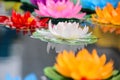 Artificial lotus flowers in various colors floating on the water surface with beautiful reflection. Royalty Free Stock Photo