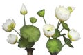 Artificial lotus with white background. Royalty Free Stock Photo