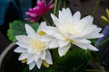 Artificial lotus Royalty Free Stock Photo
