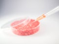 Artificial meat research Royalty Free Stock Photo