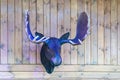 Artificial Moose head on the wall