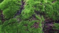 Artificial moss background.green texture. Royalty Free Stock Photo