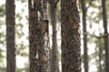 Artificial nest cavity in Long Leaf Pine tree for endangered Red-cockaded Woodpecker