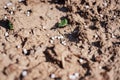 Artificial nitrogen fertilizer on brown soil.