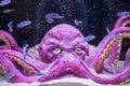 Artificial octopus with many small fiish swimming at aquarium Royalty Free Stock Photo