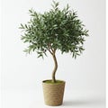 artificial olive tree in woven pot, front-facing Royalty Free Stock Photo