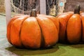 Artificial orange pumpkins in interior decor. Autumn display Royalty Free Stock Photo